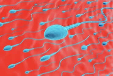 Semen Analysis – Everything You Need to Know
