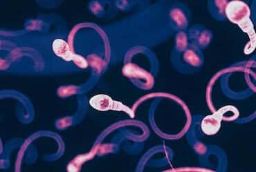 Donor Sperm – Everything You Need to Know