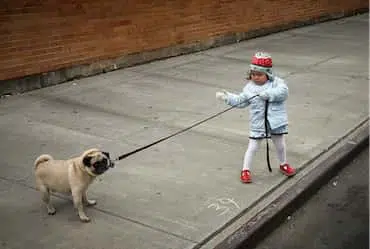 How To Train A Child-Friendly Dog