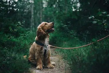 Considering Getting a Dog?