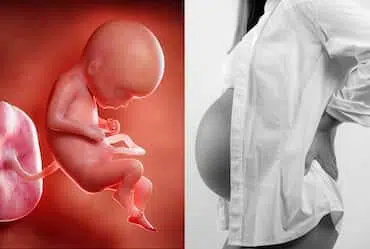 Stages Of Prenatal Development