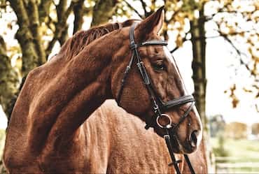 The Dads Guide to Horse Riding